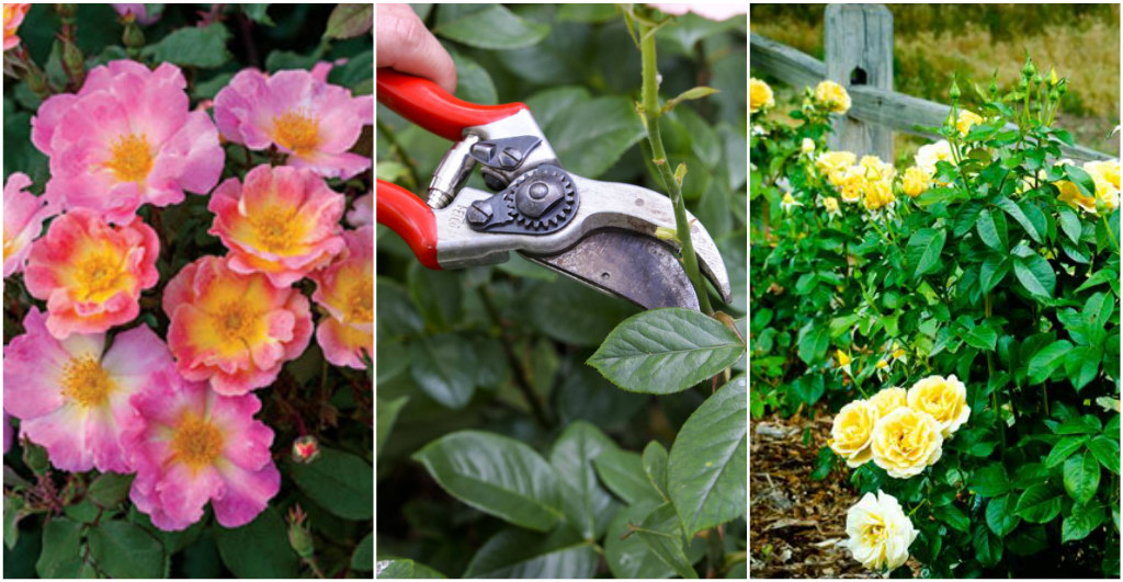 rose gardening with Randy Schultz