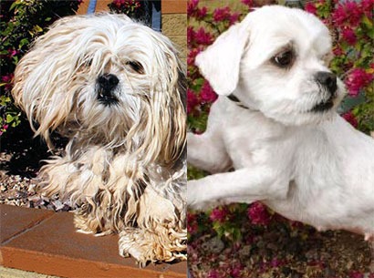 wahls makeover dogs