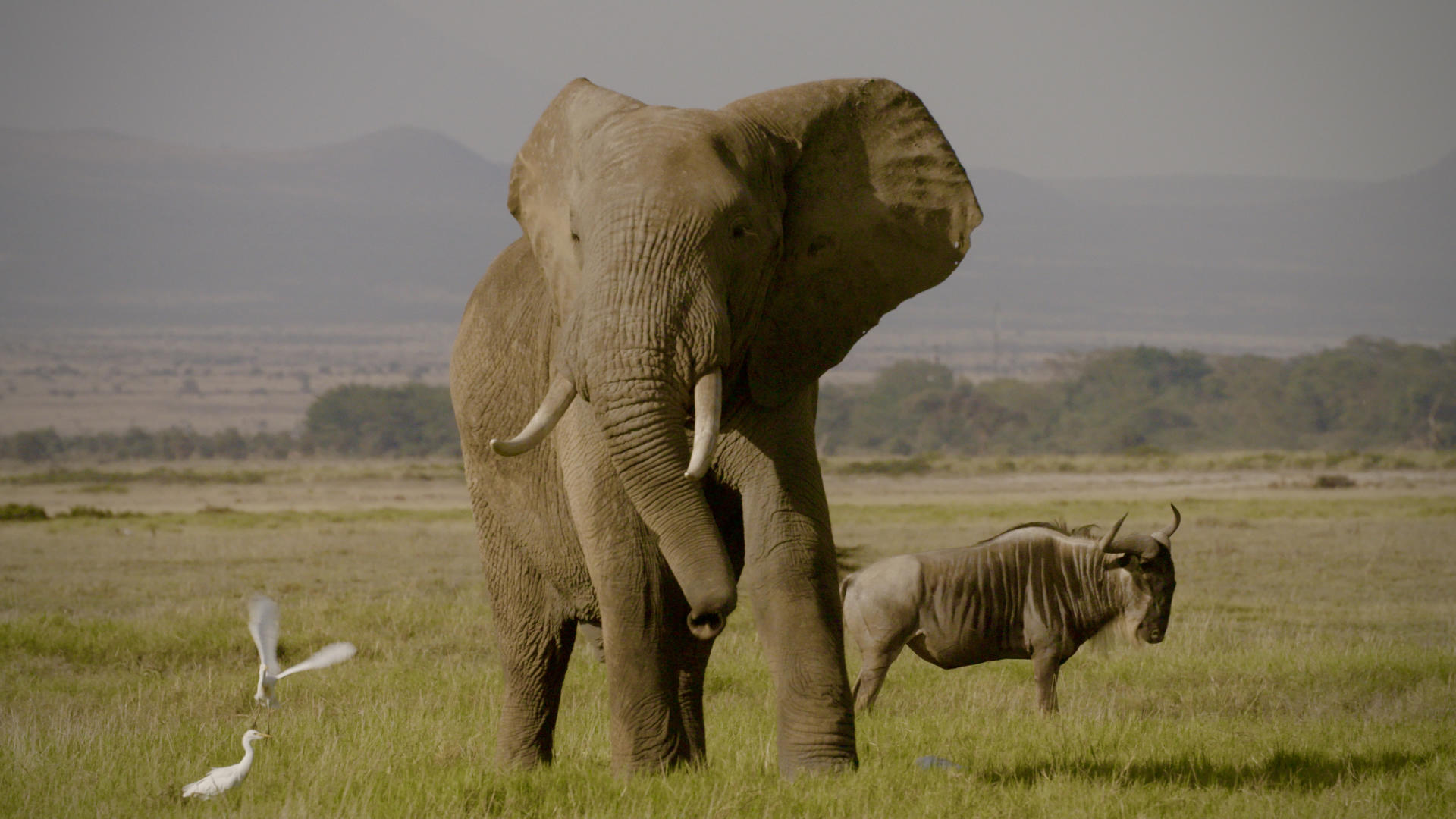 Netflix documentary ivory game