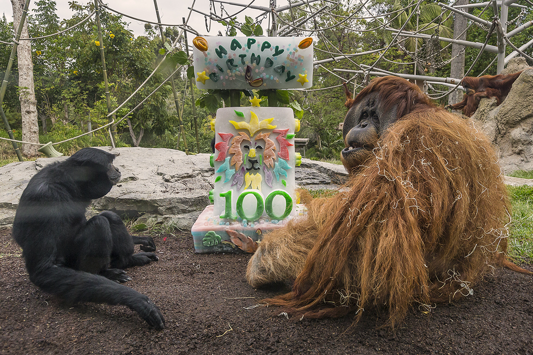 san diego zoo birthdY