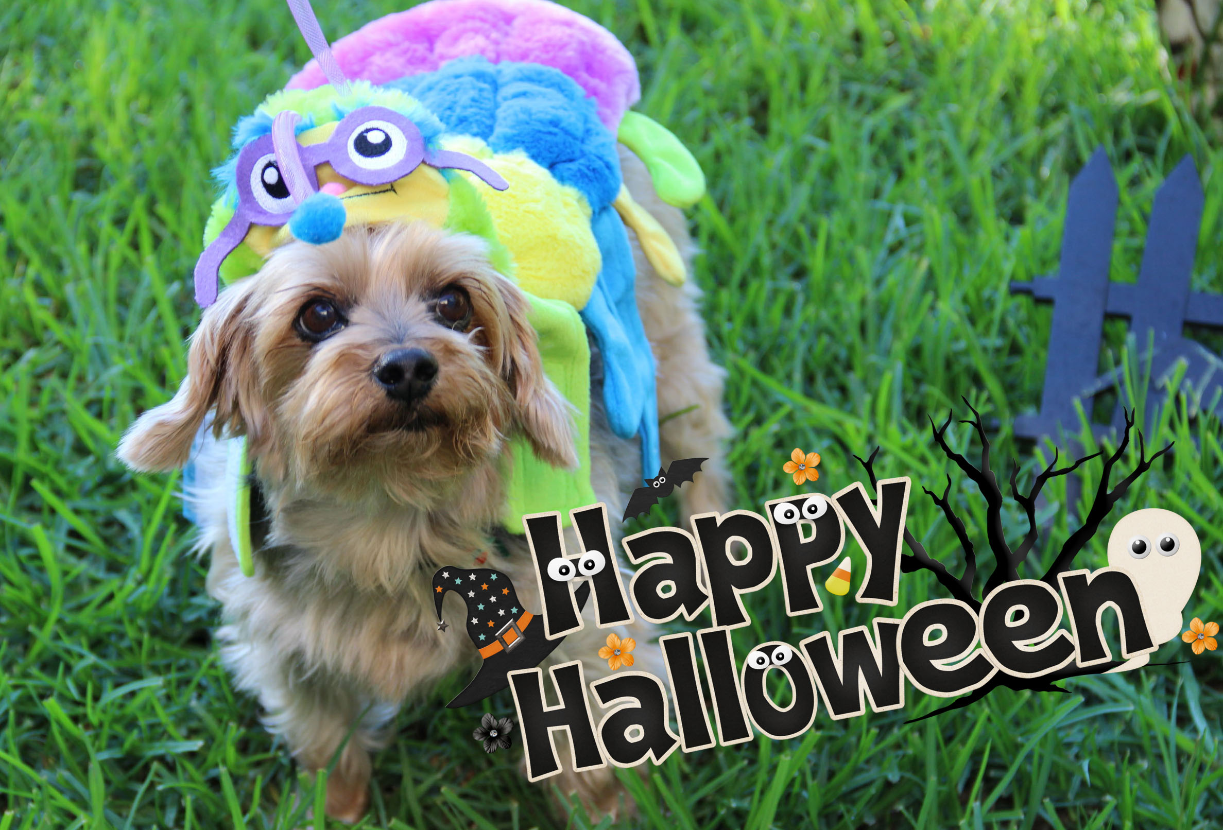 Petco halloween costume story - latf usa