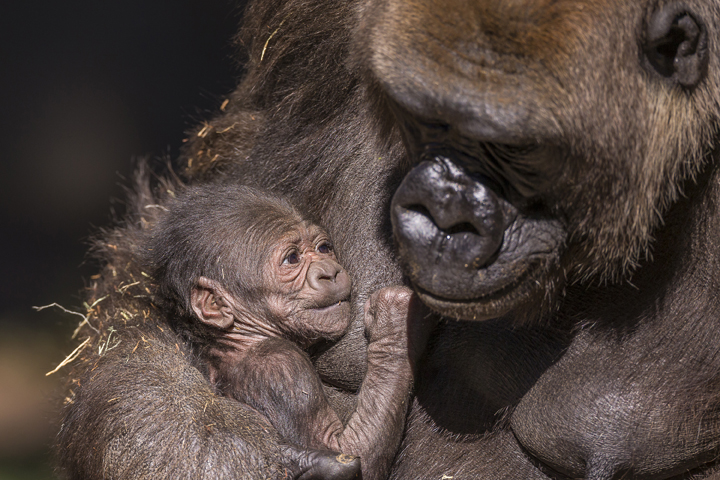 san diego zoo baby gorilla kokamo