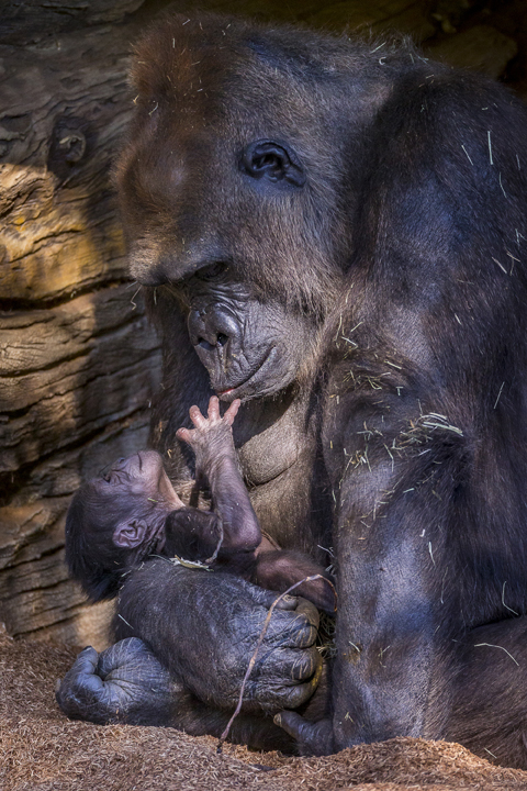 san diego zoo baby gorilla kokamo