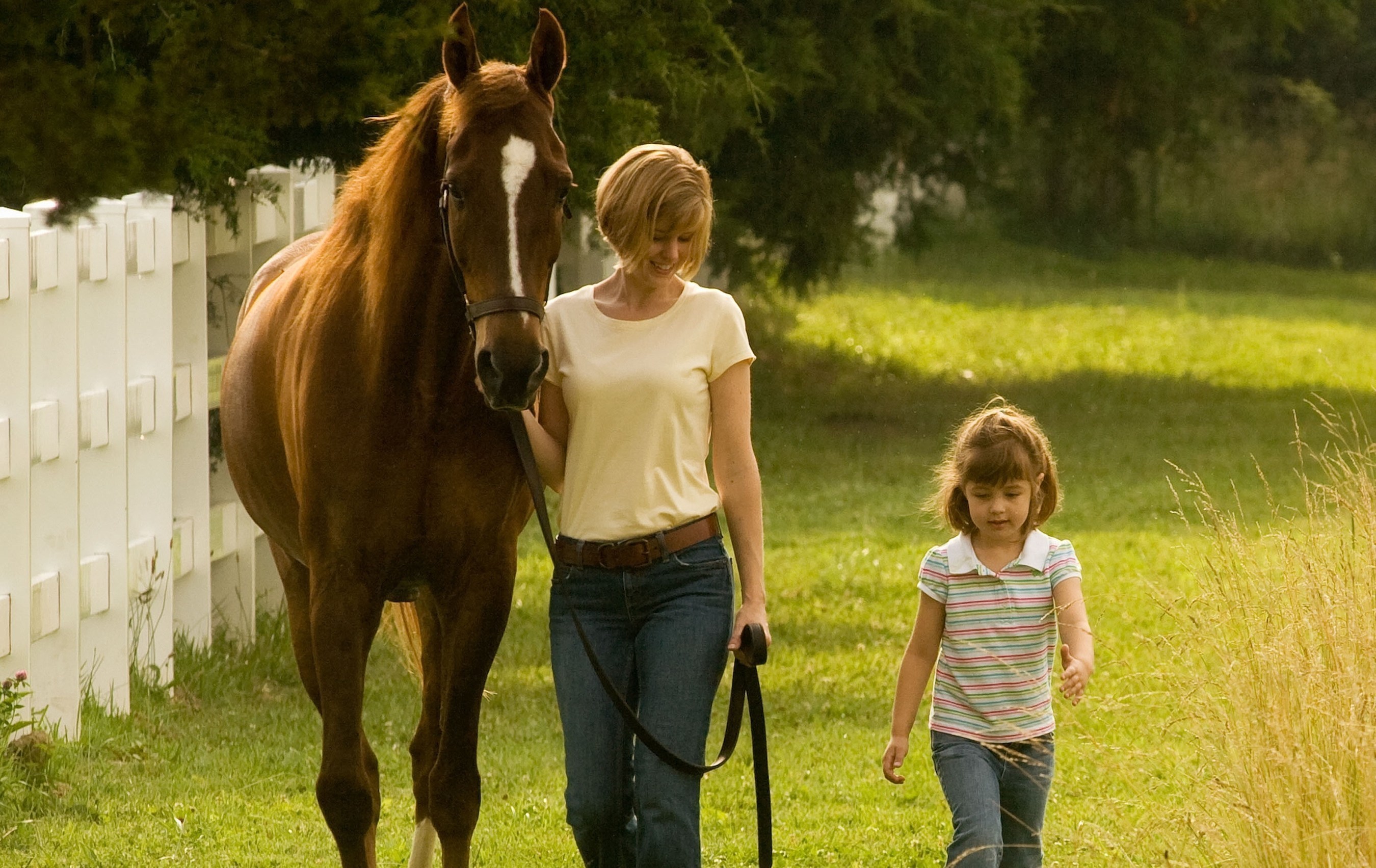 Saddle bred rescue