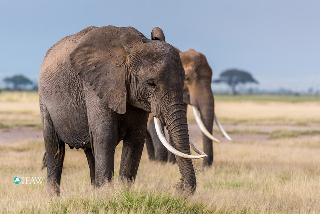 IFAW elephants