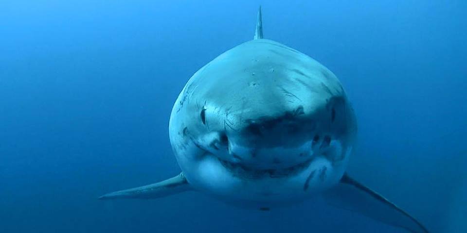 ocearch katharine shark