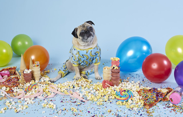 http://www.dressupyourpetday.com/