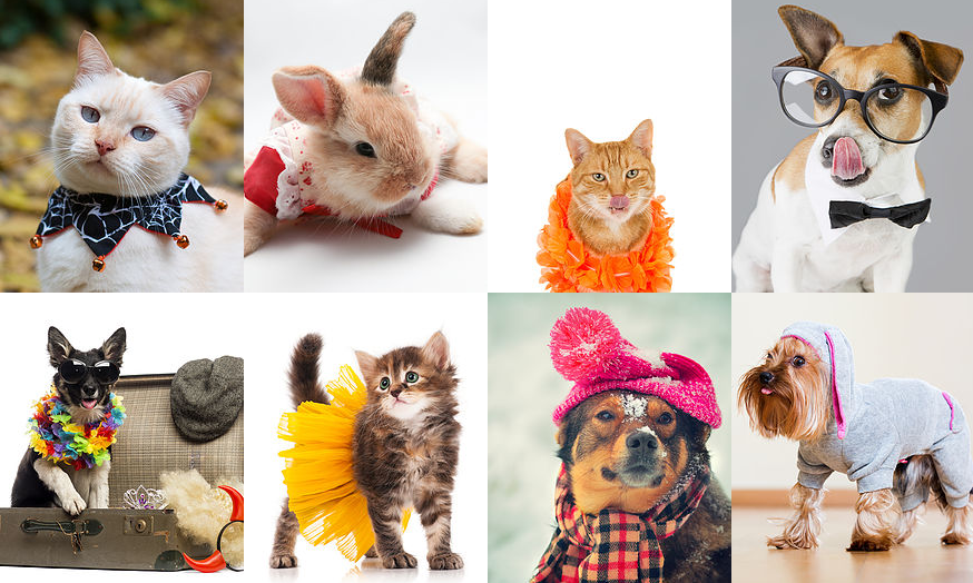 National Dress Up Your Pet Day... How Obsessed Are You With Posting