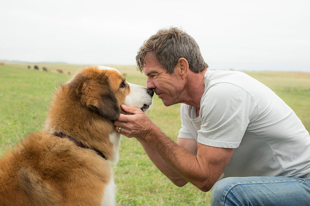 A Dog's Purpose, box office