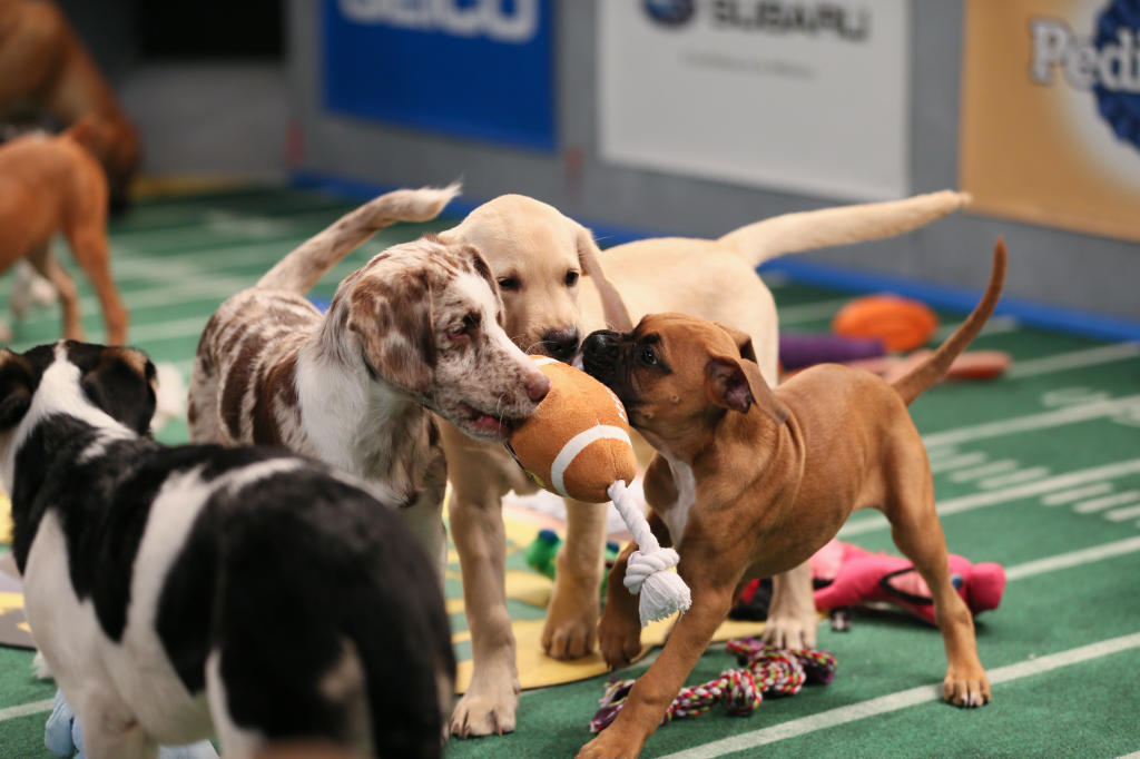 puppy bowl