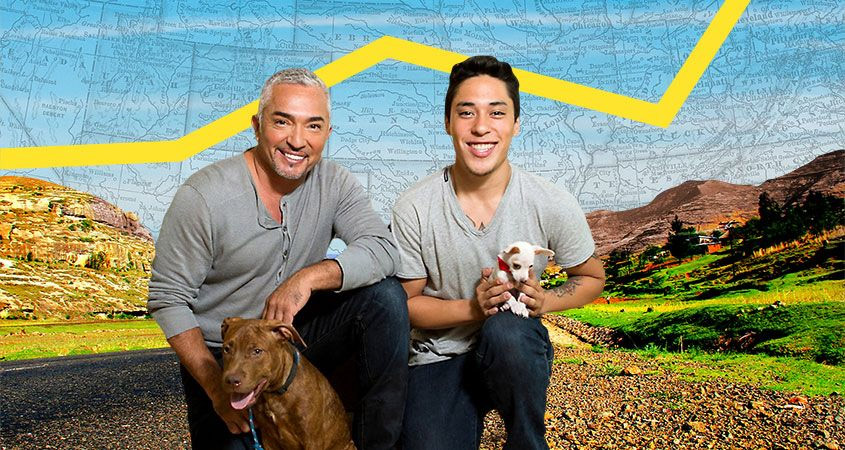 cesar millan's dog nation