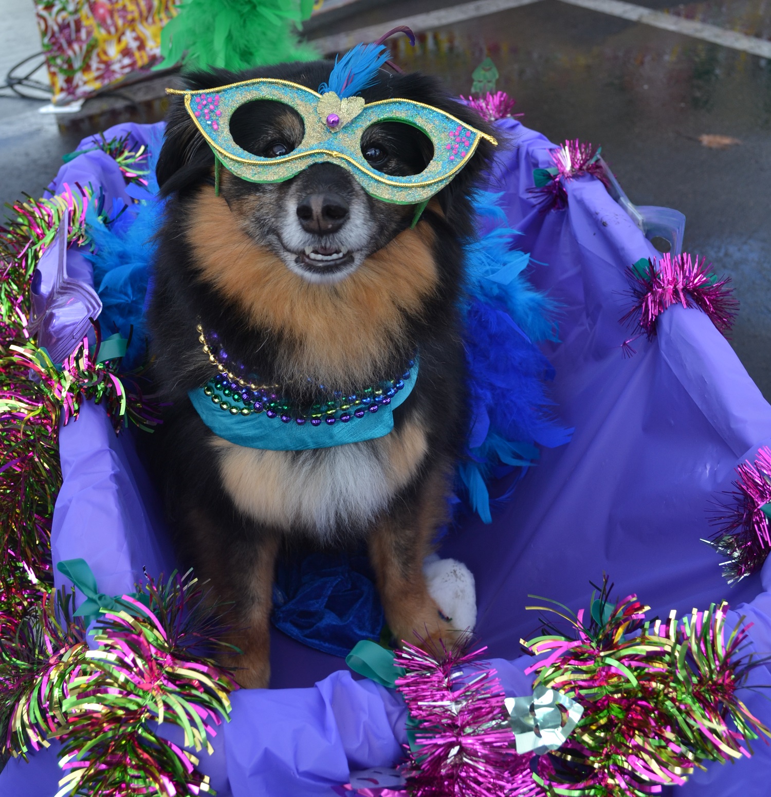 helen woodward animal center mardi gras