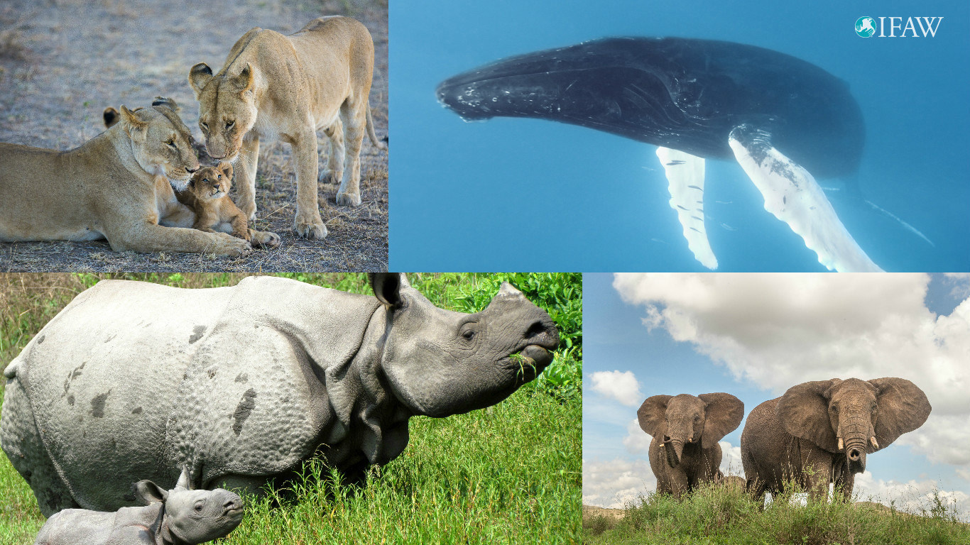 World Wildlife Day