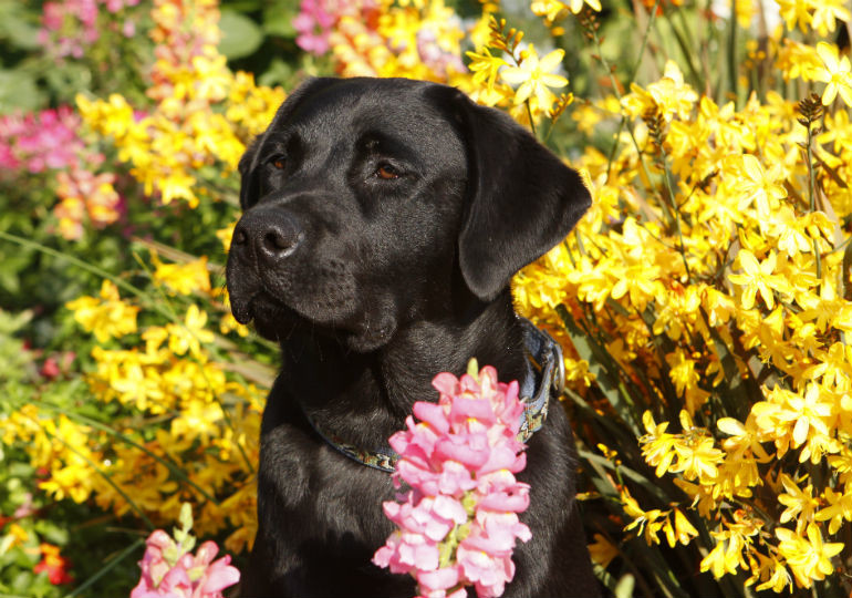 labrador retriever akc 