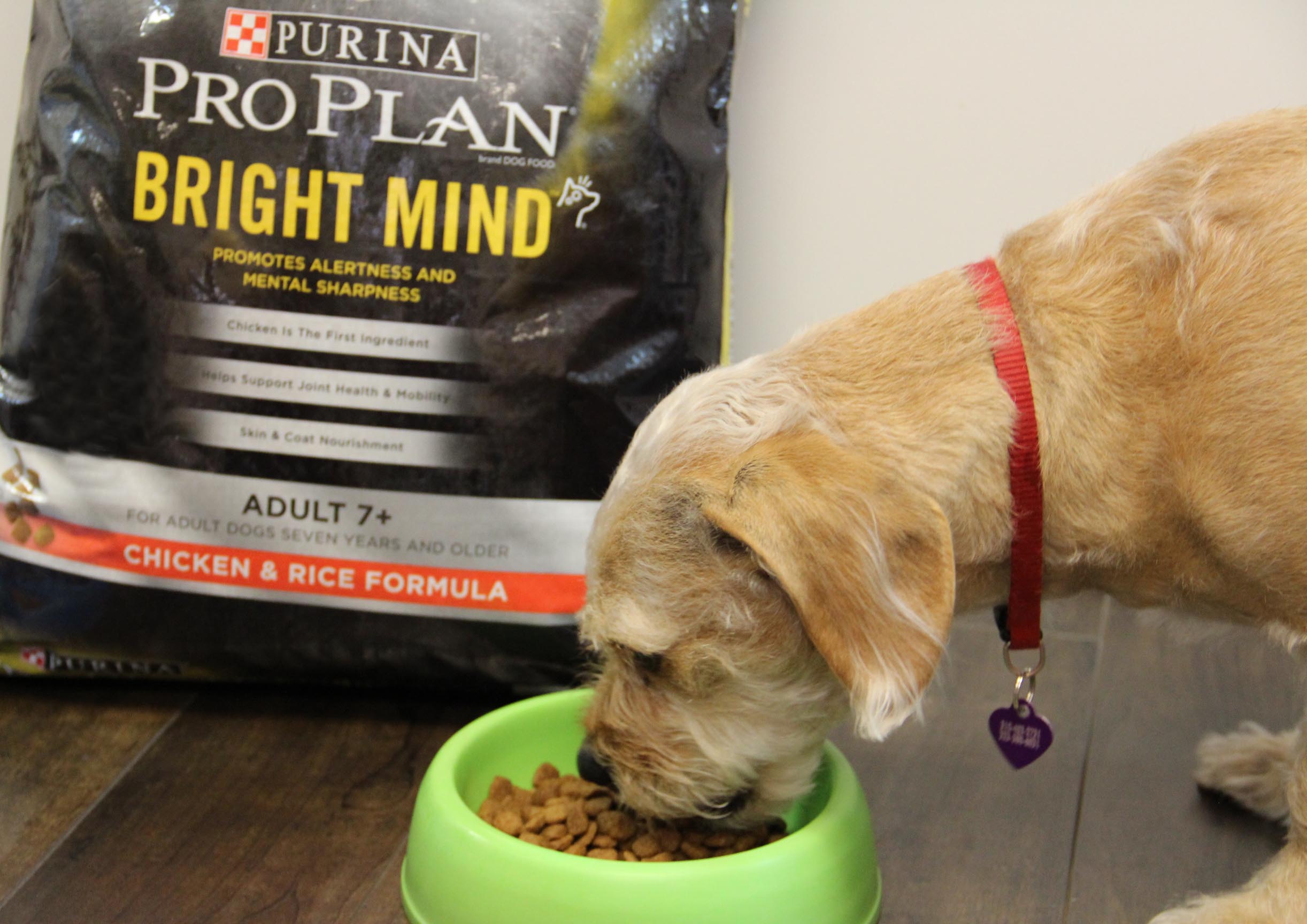 purina pro plan bright mind dog food