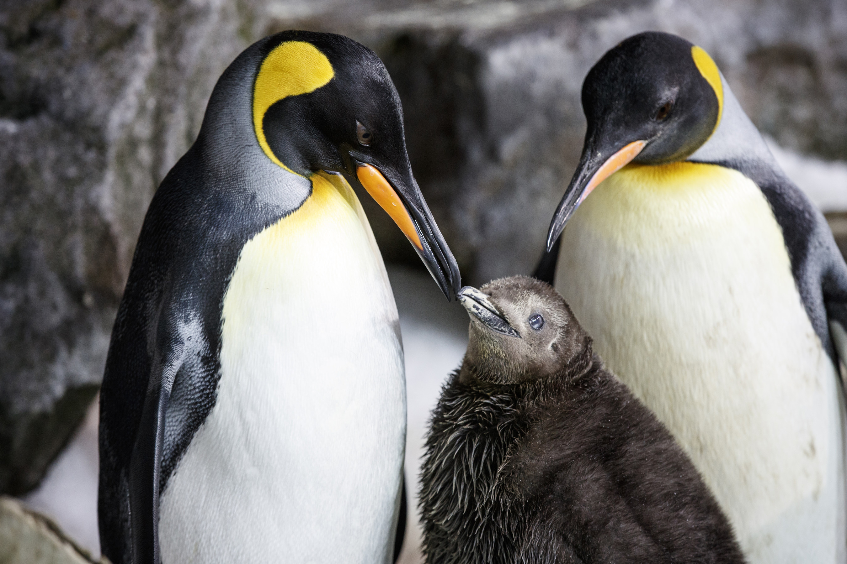 world penguin day, new zealand