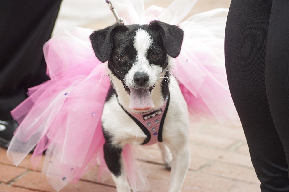 helen woodward animal center puppy prom