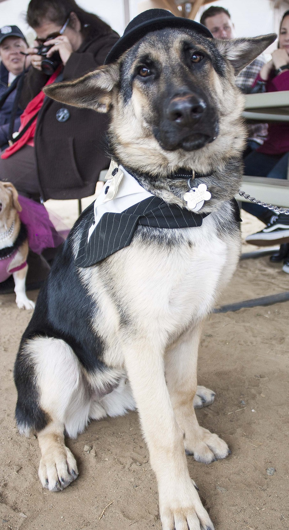 helen woodward animal center puppy prom
