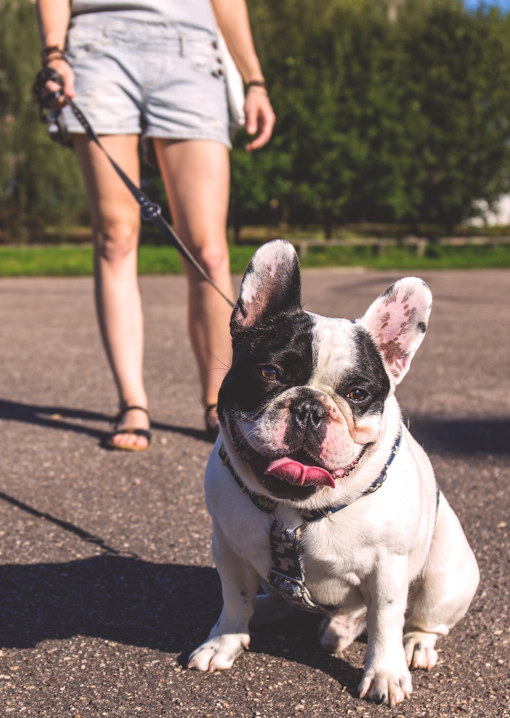 Need A Dog Walker? Wag! App Launches In 16 New Cities | LATF USA