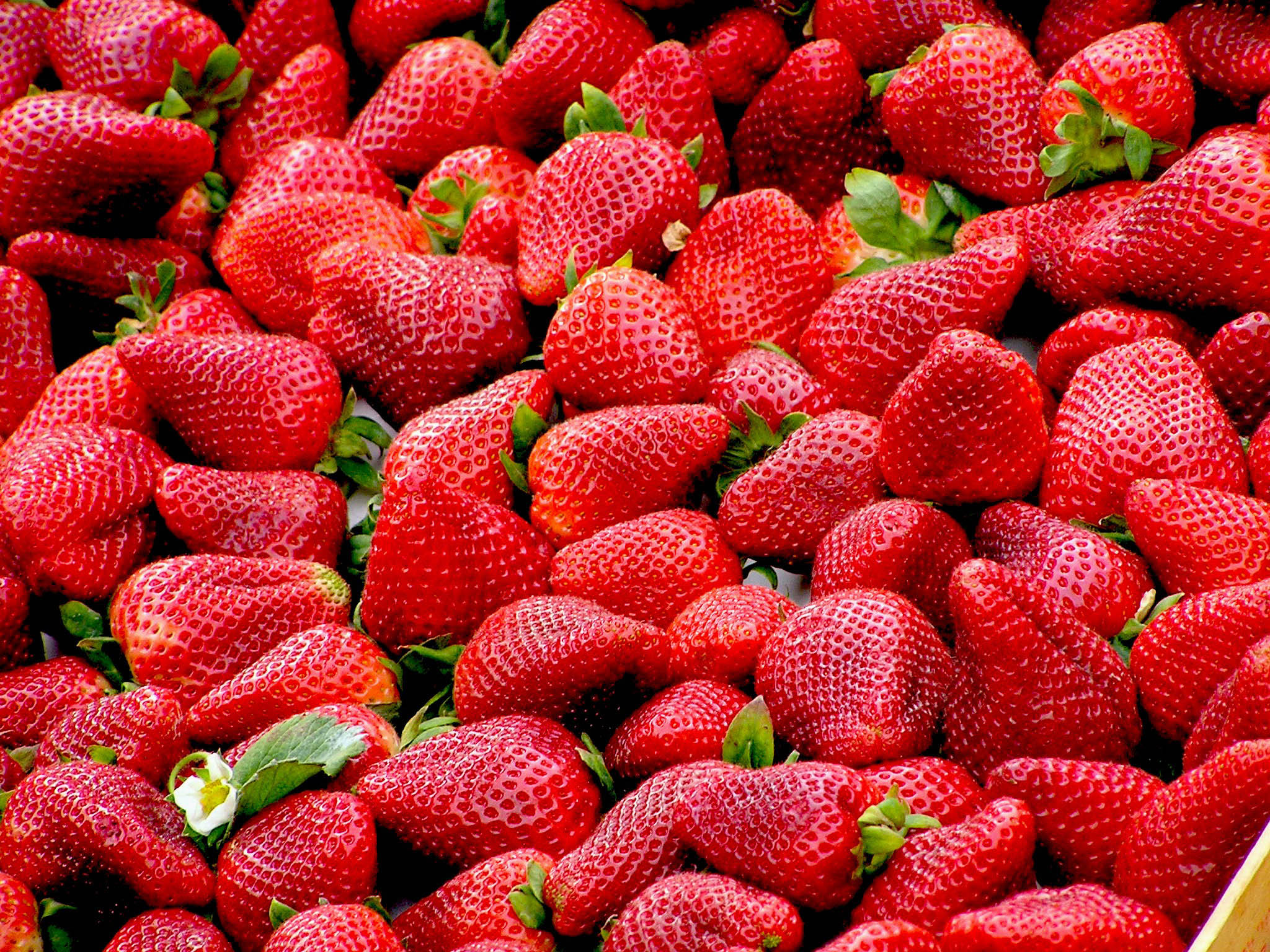 34th California Strawberry Festival