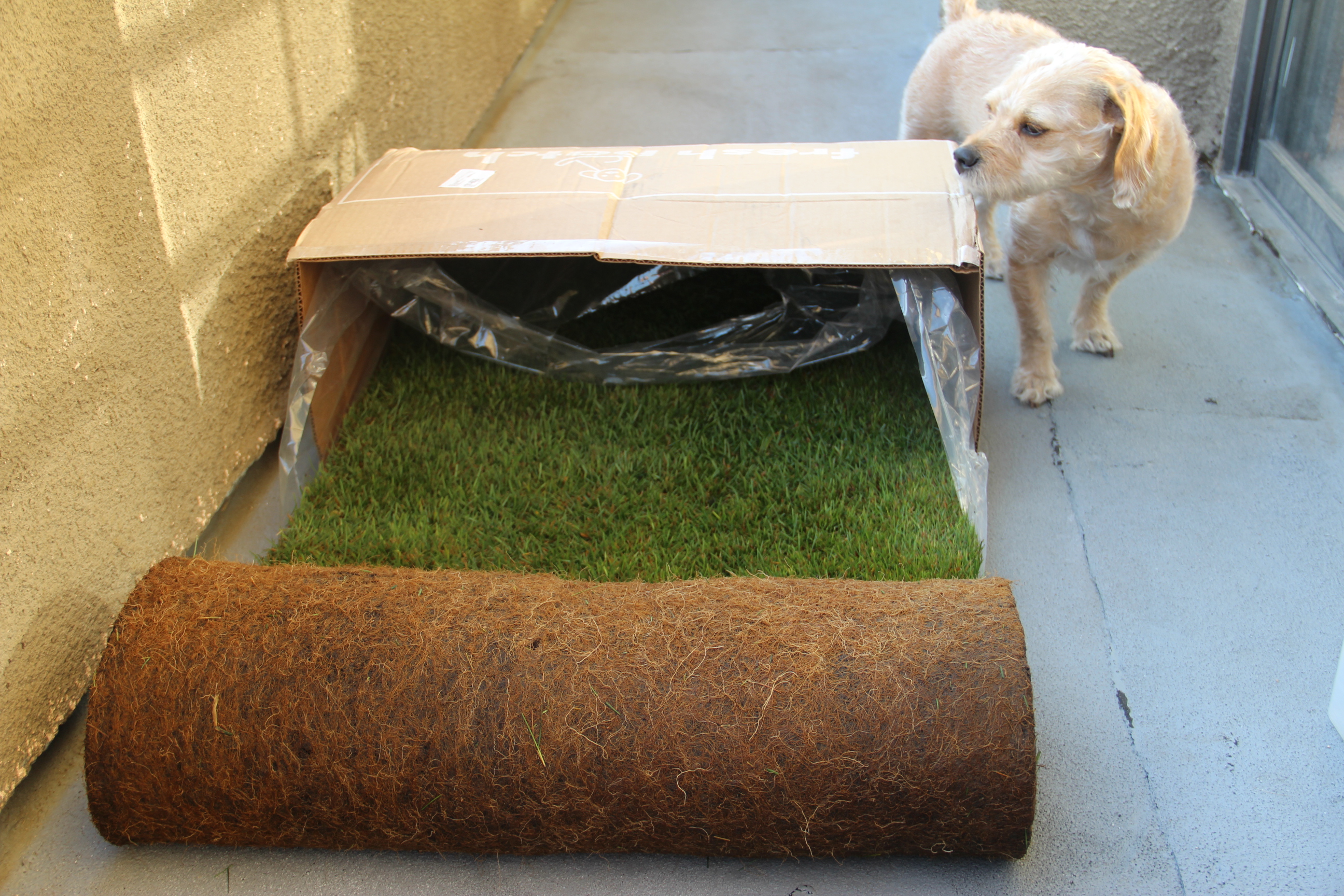 fresh grass patch for dogs