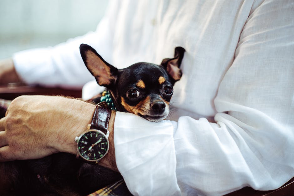 purina, national bring your dog to work day