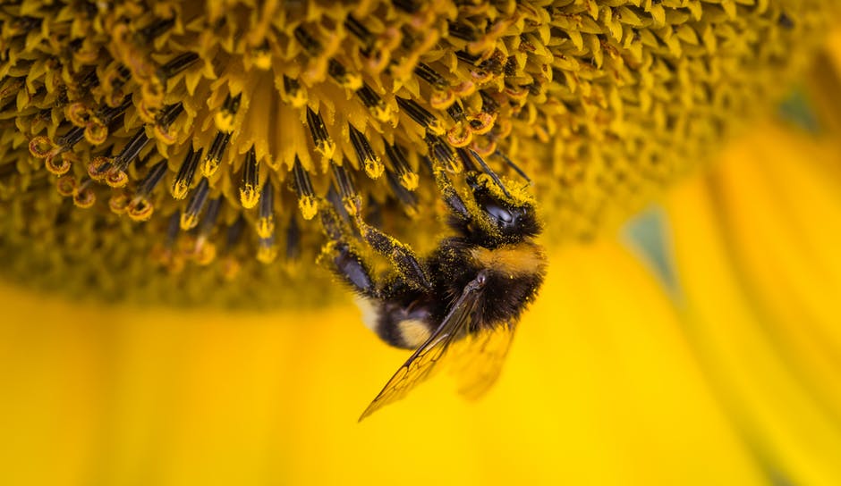 ortho, how to protect honeybee pollinators