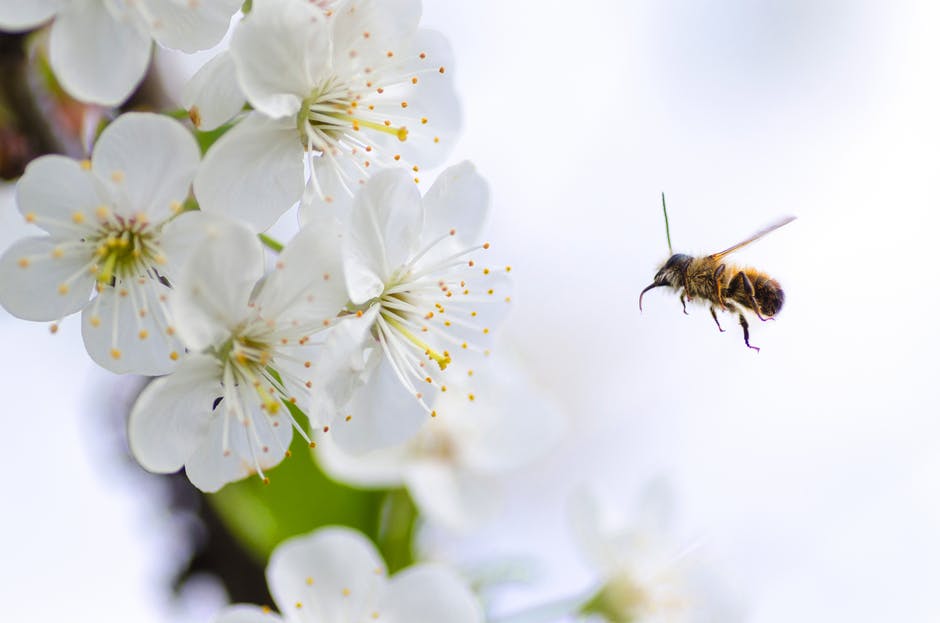 ortho, how to protect honeybee pollinators