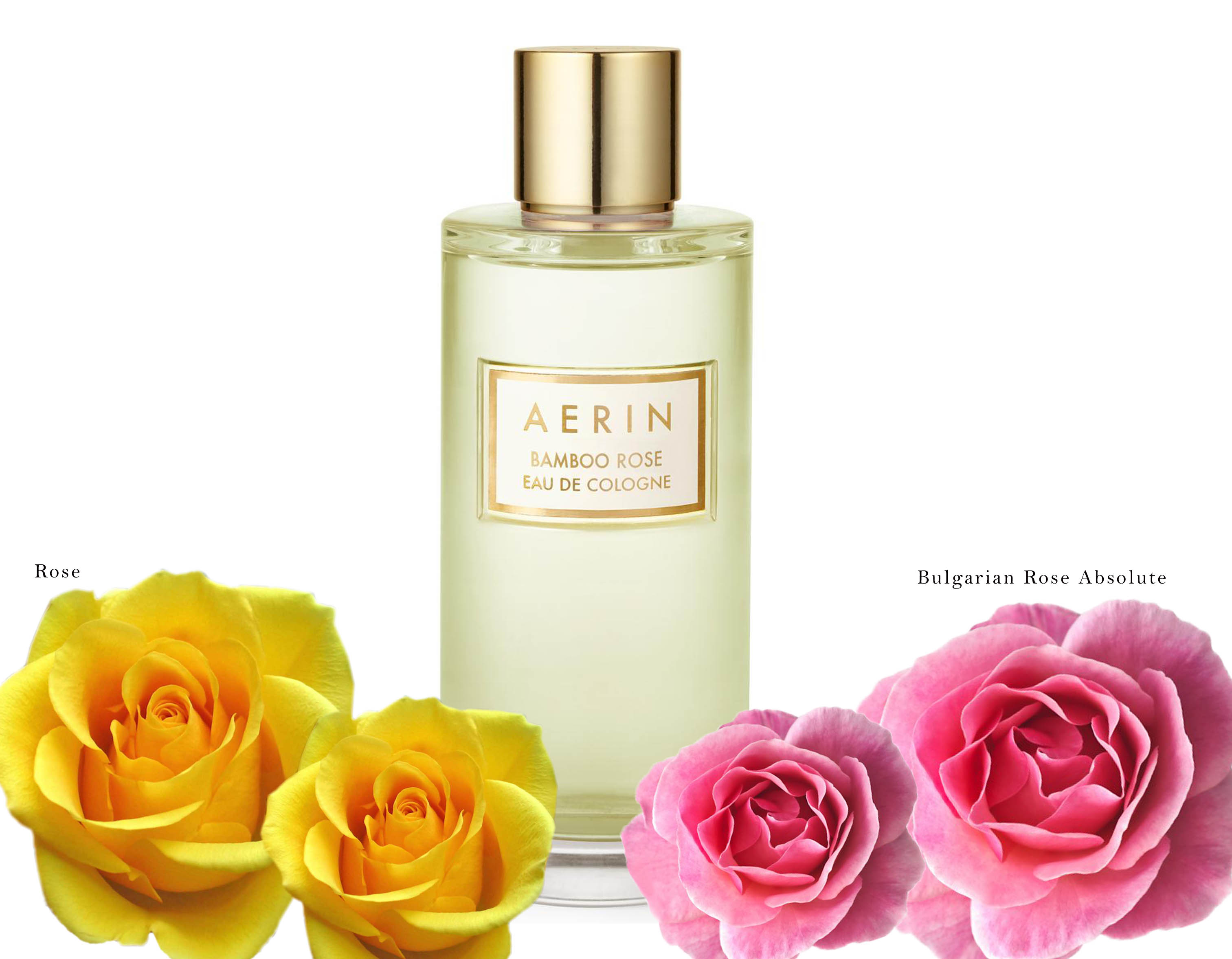 Aerin Bamboo Rose