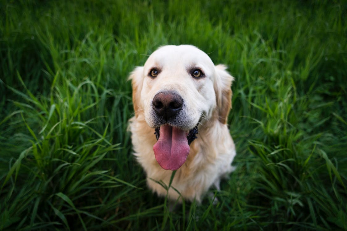 4th of july, how to take care of your dog, fireworks