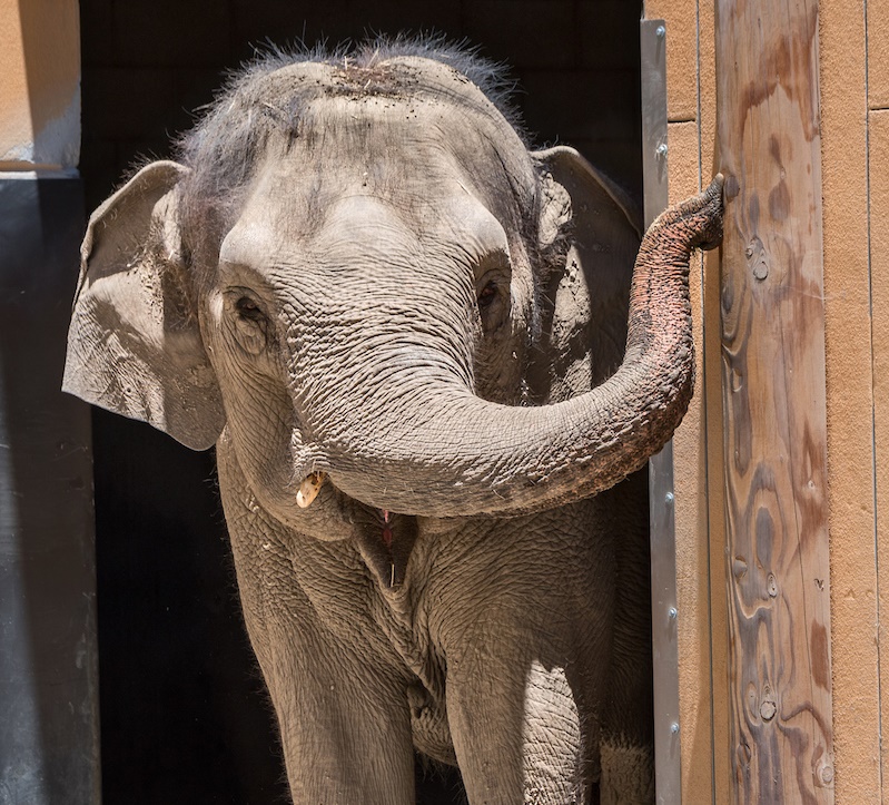 los angeles zoo, elephant jamie pham