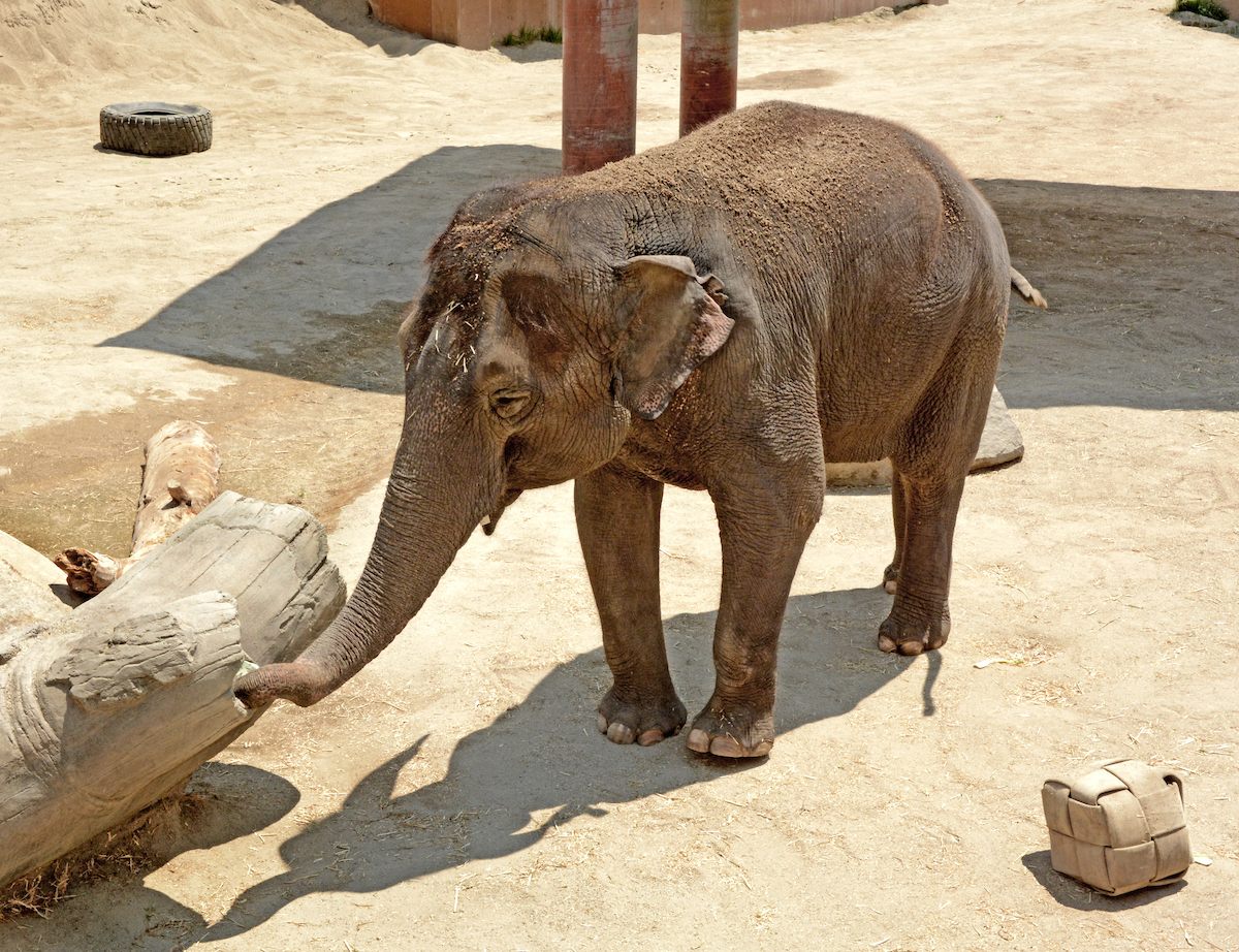 los angeles zoo, asian elephant