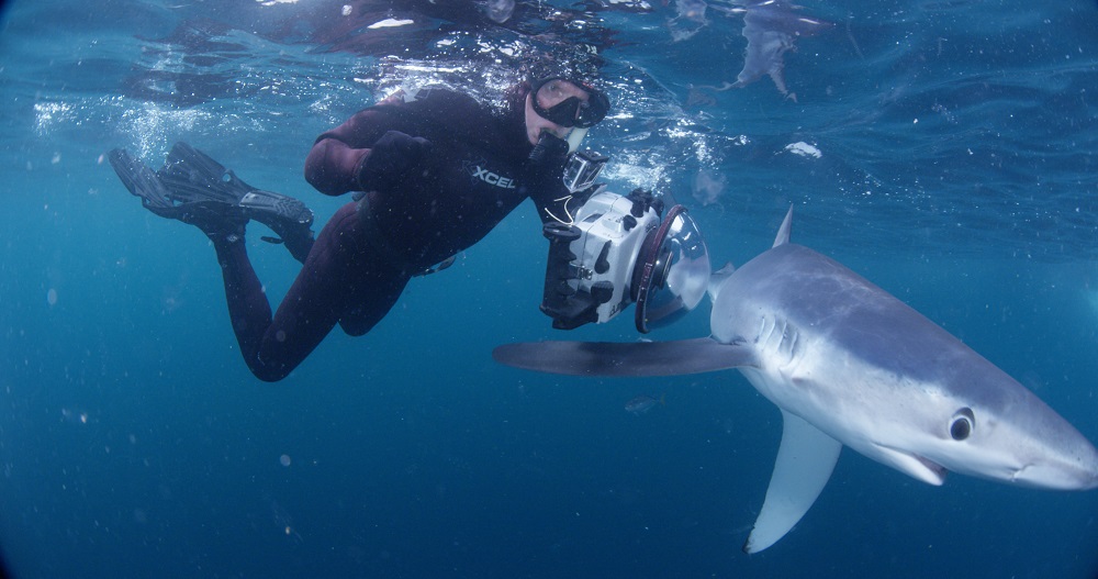 Skomal Blue SARK - Shark Week 