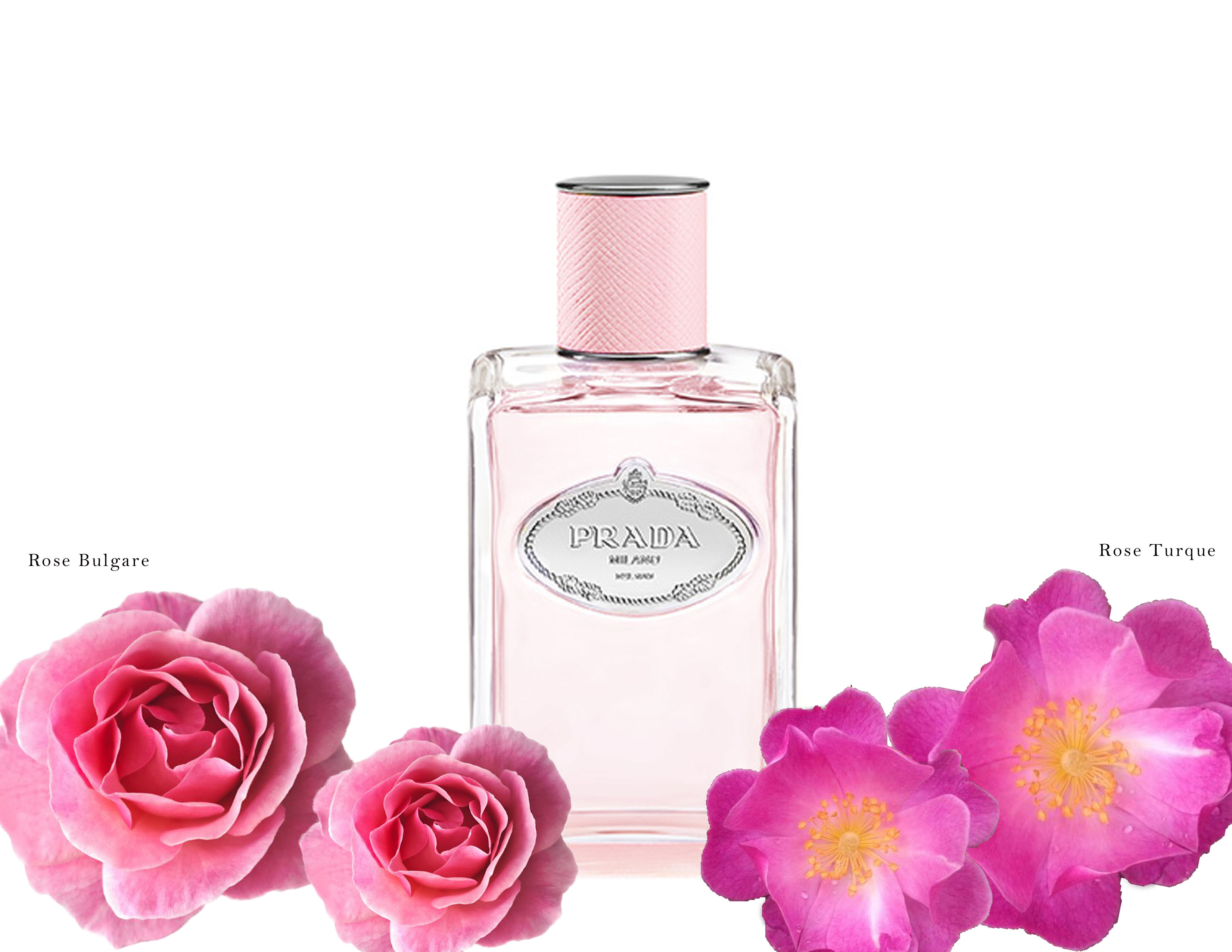 Prada  Infusion Rose