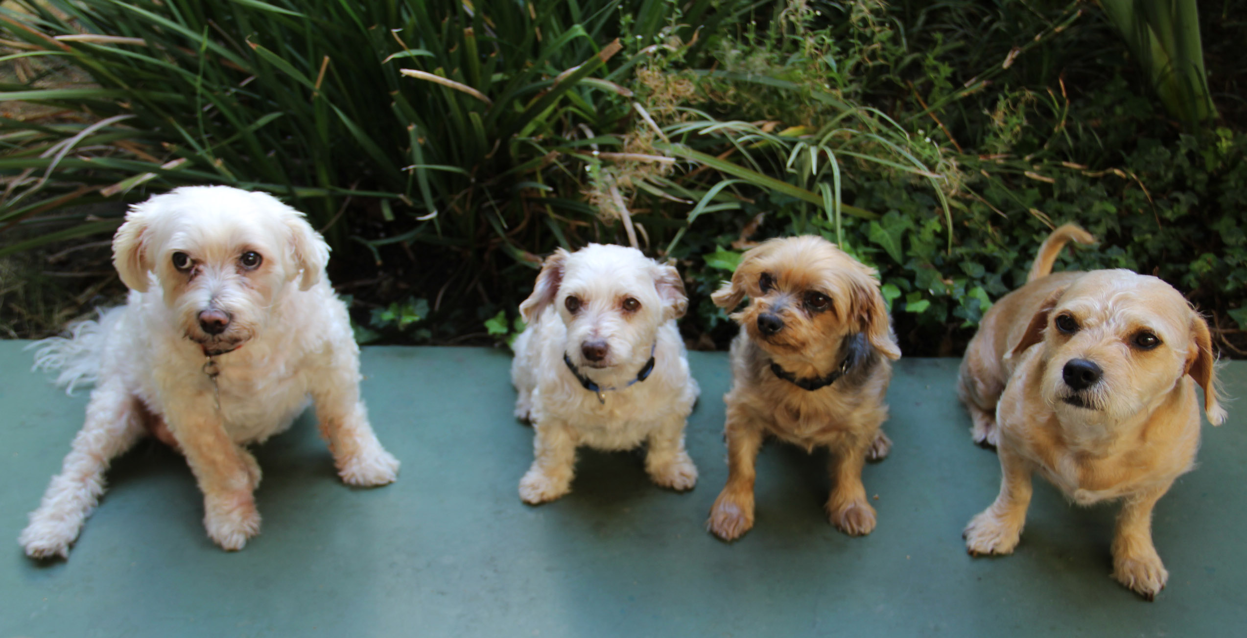 LATFusa pet reporters, marley, elvis, casper, laurie