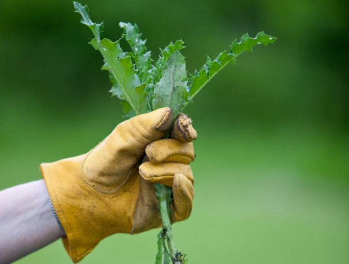 Gardening: How To Weed With Cobra Head Tools 