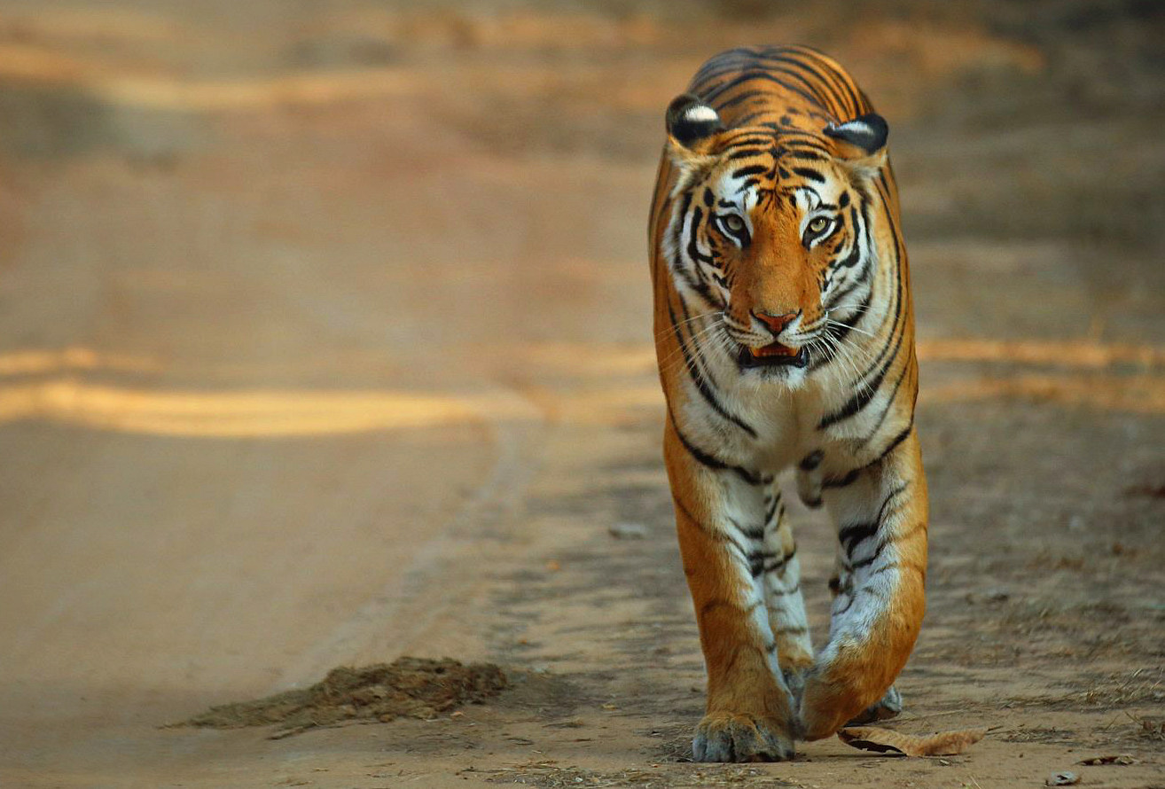 tiger tour, india, mariellen ward