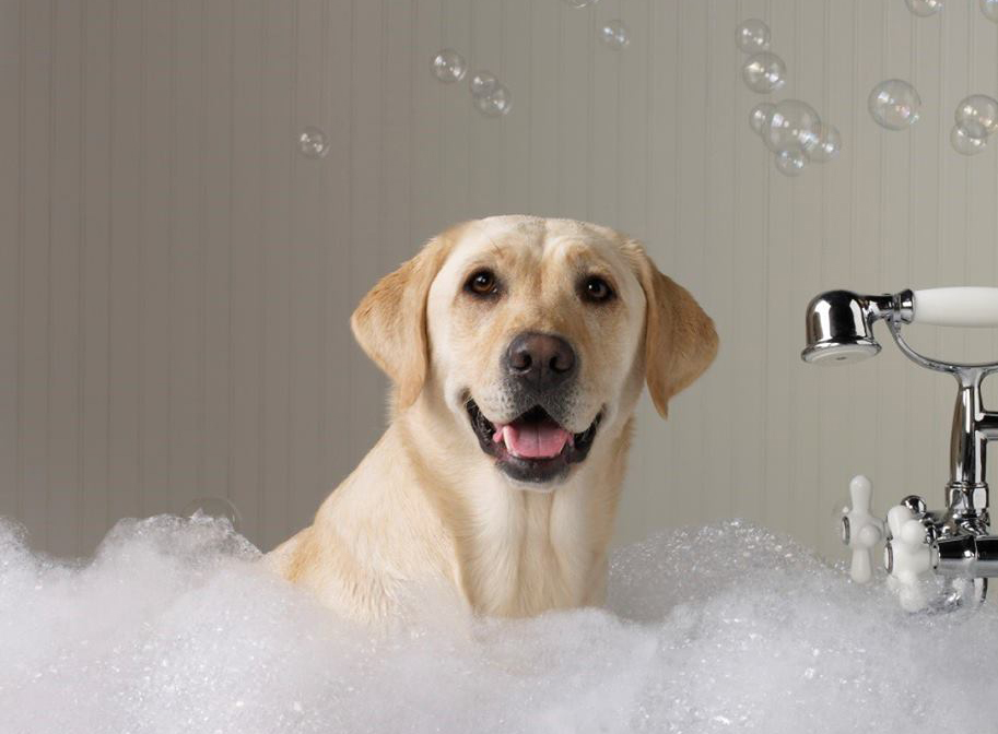 Dog taking a bath