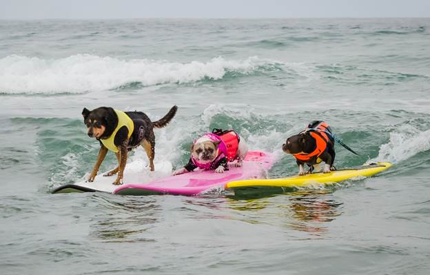 dog surf a thon