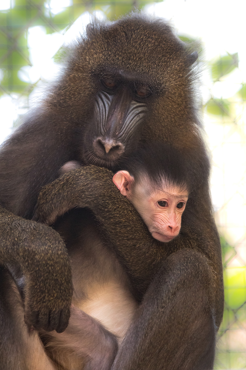 Jamie Pham, la zoo, mandrill