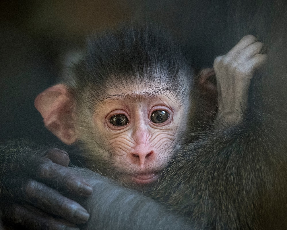 Jamie Pham, la zoo, mandrill