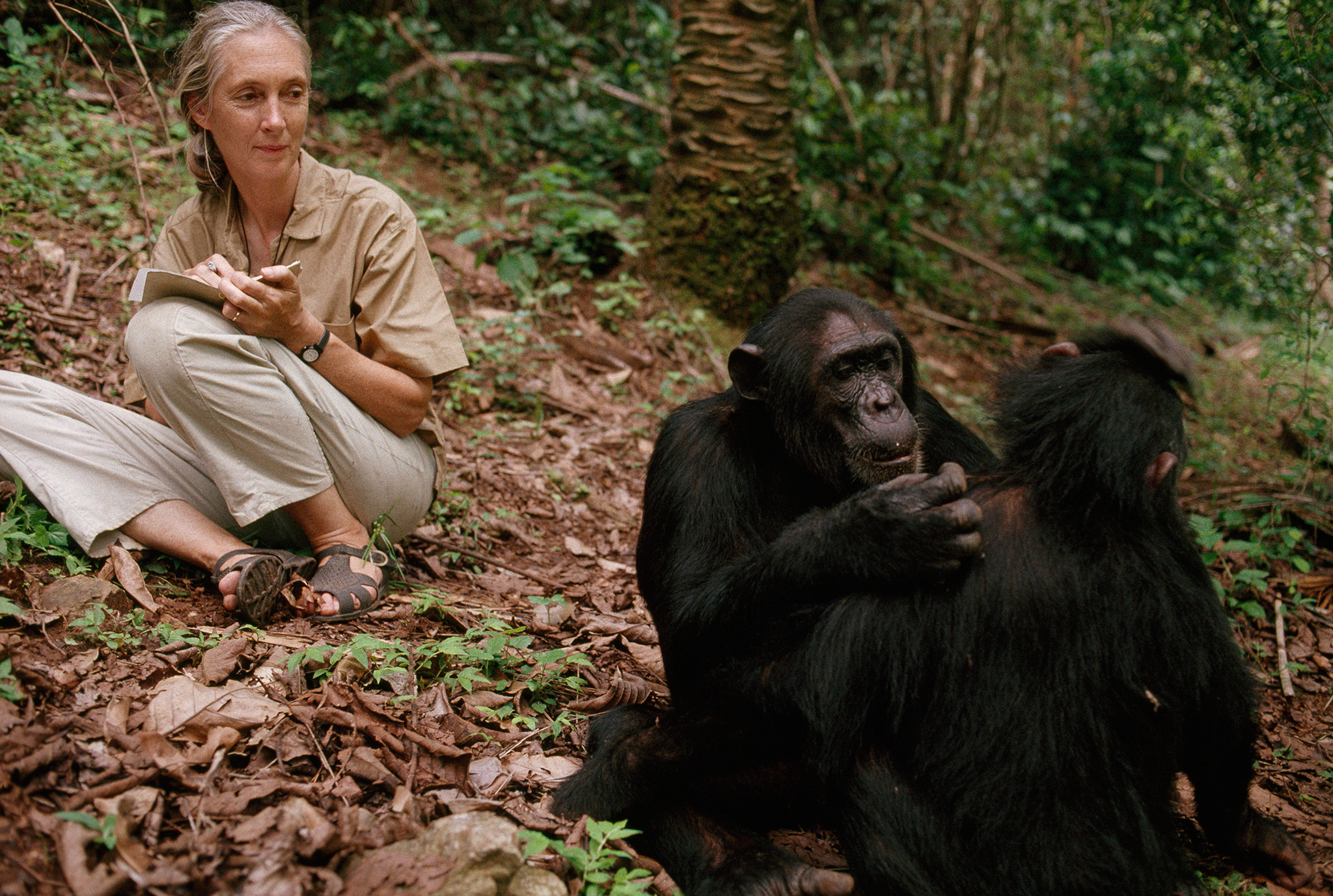 Jane Goodall, JANE documentary, national geographic