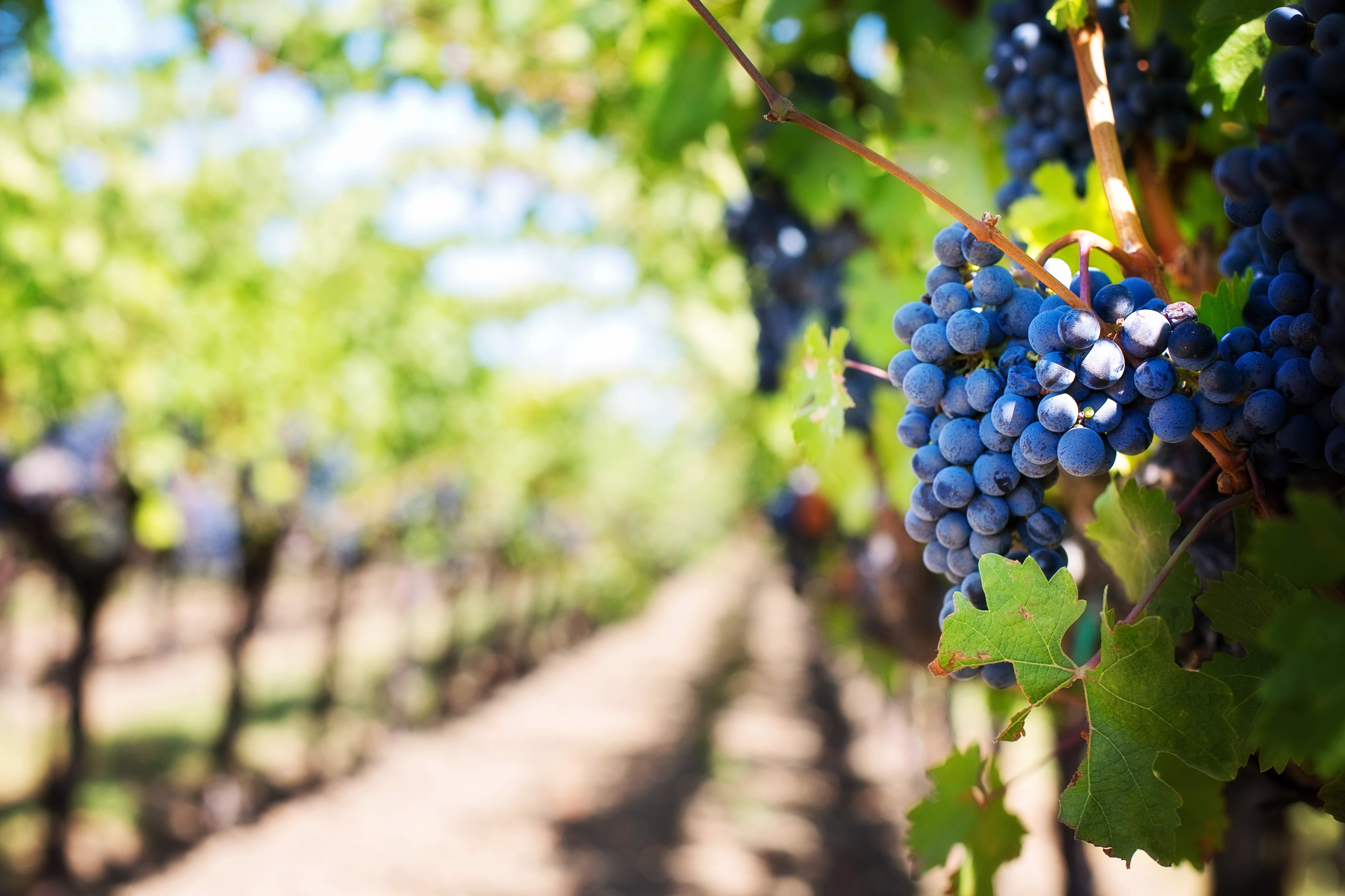 wine institute, fires, vineyards, california