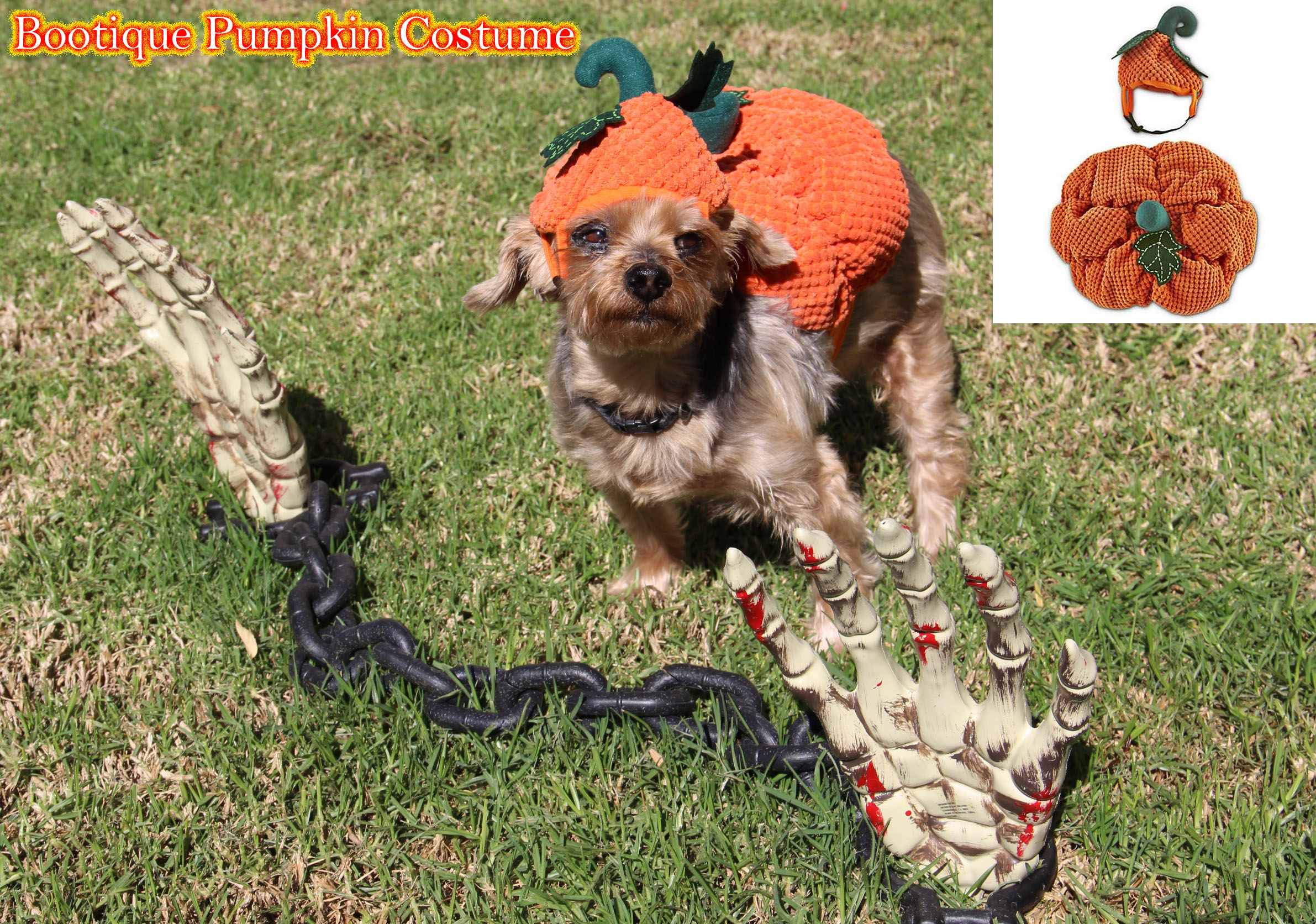 petco, dog, pumpkin costume
