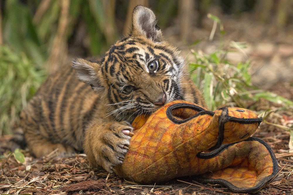  San Diego Zoo Safari Park tiger cubs