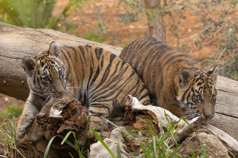 Meet Two Rescue Tiger Cubs Living At San Diego Zoo Safari Park | LATF USA