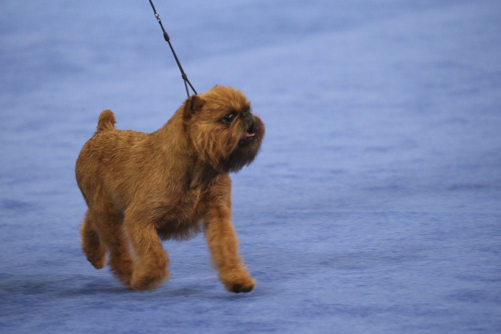 best in show griffon