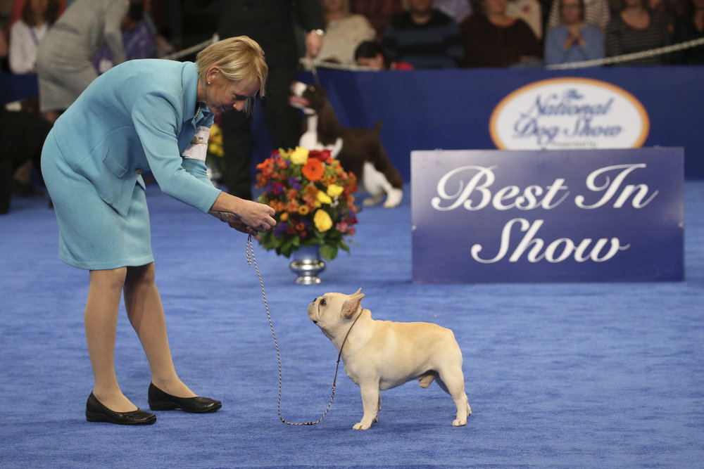 best in show, purina dog show, griffon