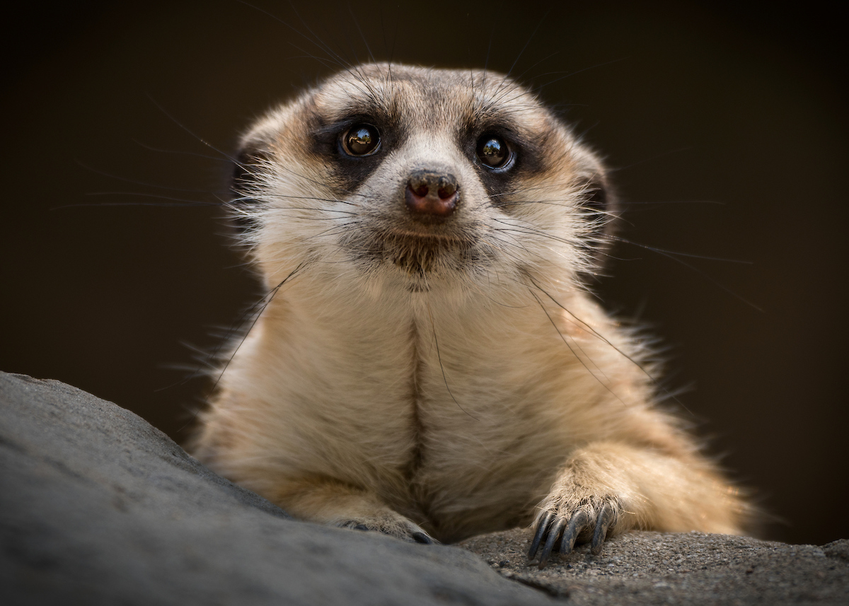 meerkat, los angeles zoo