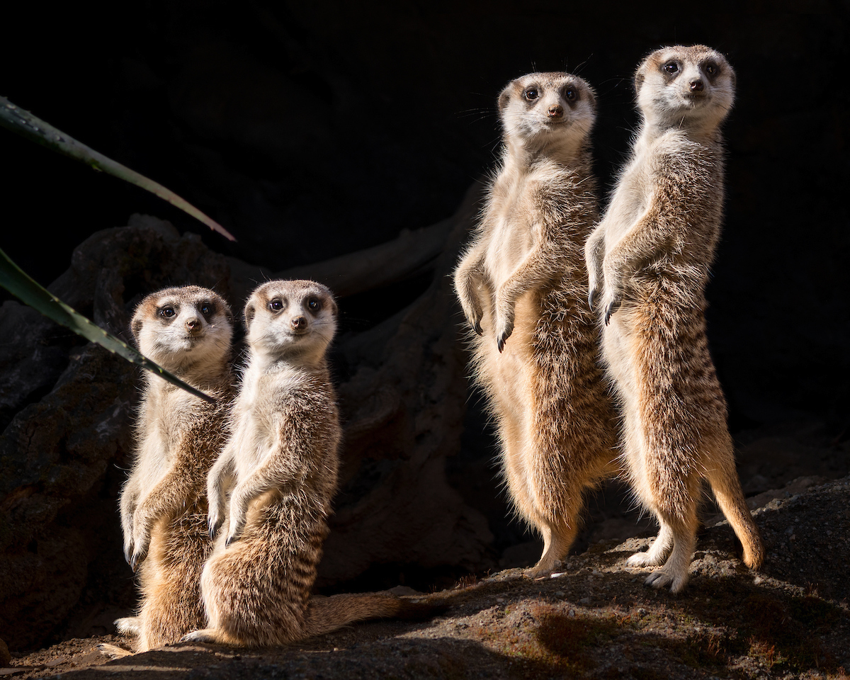 meerkat, los angeles zoo